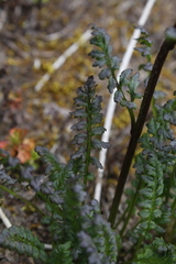 Pedicularis ornithorhynchos