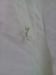 Stagmatoptera femoralis