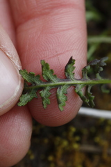 Pedicularis ornithorhynchos