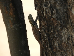 Tropidurus spinulosus