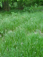 Carex brizoides