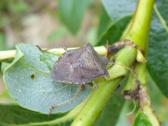 Euschistus conspersus