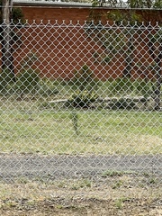 Chrysocephalum semipapposum