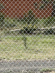 Chrysocephalum semipapposum