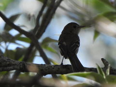 Myiophobus fasciatus