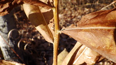 Eurybia conspicua