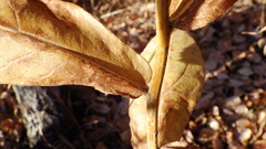 Eurybia conspicua