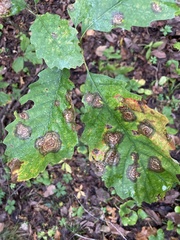 Cristulariella