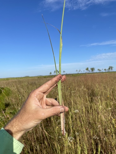 Andropogon image