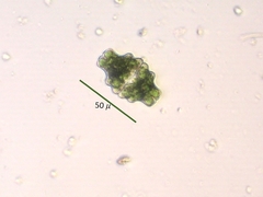 Euastrum sinuosum