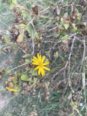 Grindelia adenodonta