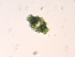 Euastrum sinuosum