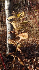 Eurybia conspicua