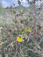 Grindelia adenodonta