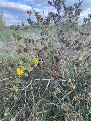 Grindelia adenodonta