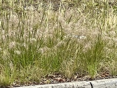 Austrostipa scabra falcata
