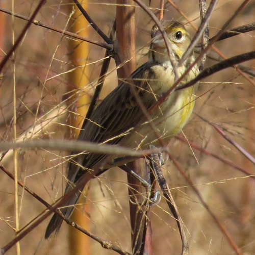 Spiza americana image