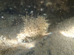 Amathia verticillata