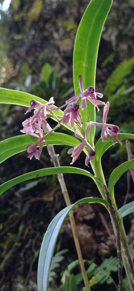 Epidendrum vandifolium Lindl. 4