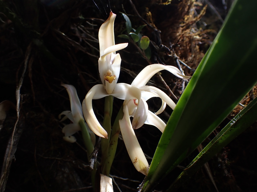 Maxillaria mungoschraderi