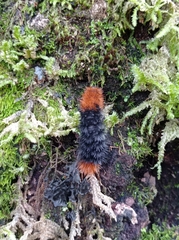 Turuptiana