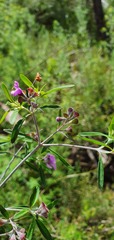 Prostanthera discolor