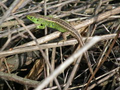 Lacerta agilis