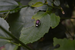 Asphaera albomarginata