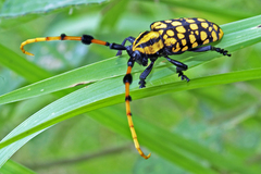 Aristobia reticulator