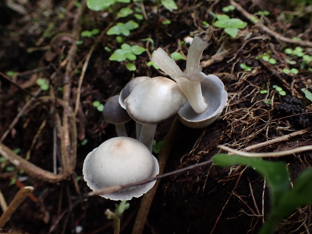 Filoboletus gracilis · October 2021 · photo: © skjoldalsted (iNaturalist, cc-by)