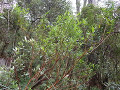 Pimelea ligustrina ligustrina
