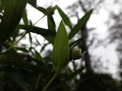 Pimelea ligustrina ligustrina