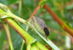 Euschistus conspersus