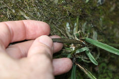 Sarcochilus ceciliae