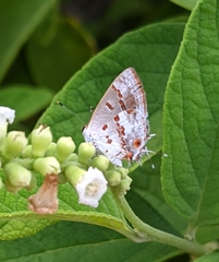 Ministrymon megacles