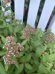 Spiraea japonica