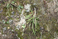 Sarcochilus ceciliae