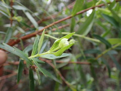 Pimelea ligustrina ligustrina