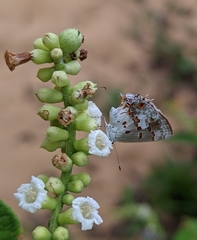 Ministrymon megacles