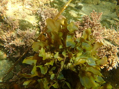 Dictyopteris undulata