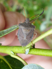 Euschistus conspersus