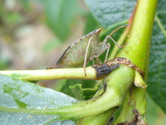 Euschistus conspersus