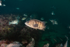 Acanthistius patachonicus