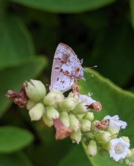 Ministrymon megacles