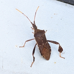 Leptoglossus oppositus