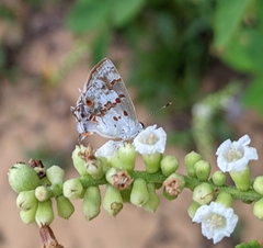 Ministrymon megacles