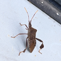 Leptoglossus oppositus