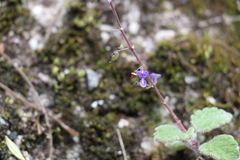 Coleus habrophyllus