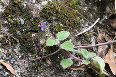 Coleus habrophyllus