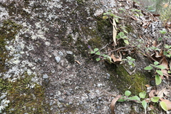 Coleus habrophyllus